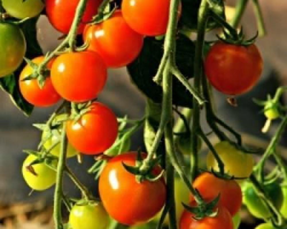 Tomatoes Cherry - Organic ESP 1kg
