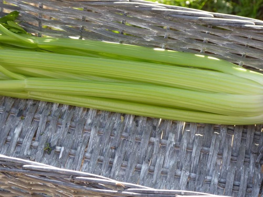 V.Celery