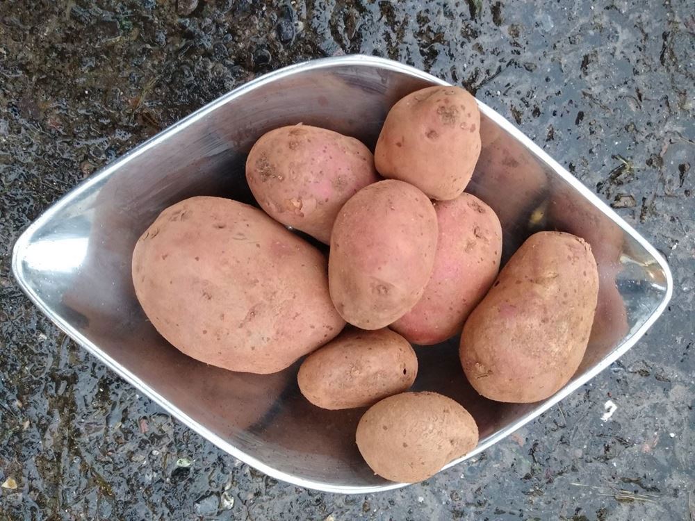 Potatoes (Alouette)