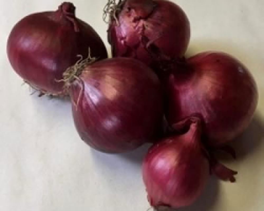 Onions - Red Organic UK