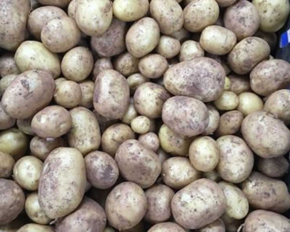 Potatoes Bambino - Organic 1kg UK