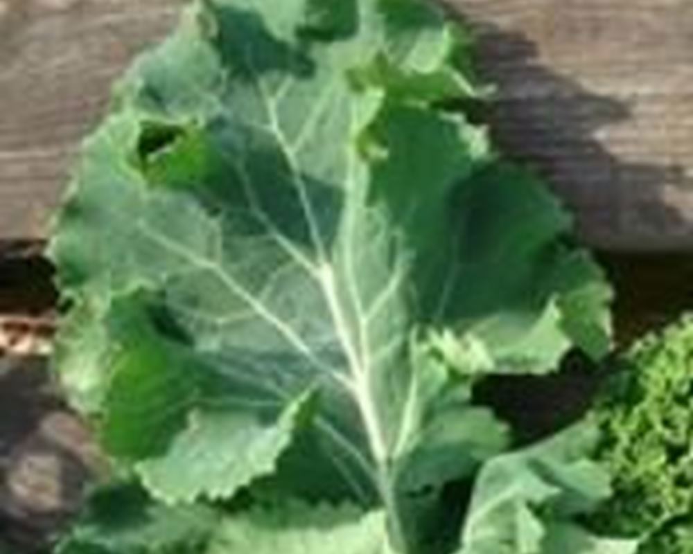 Kale - Hungry Gap Organic