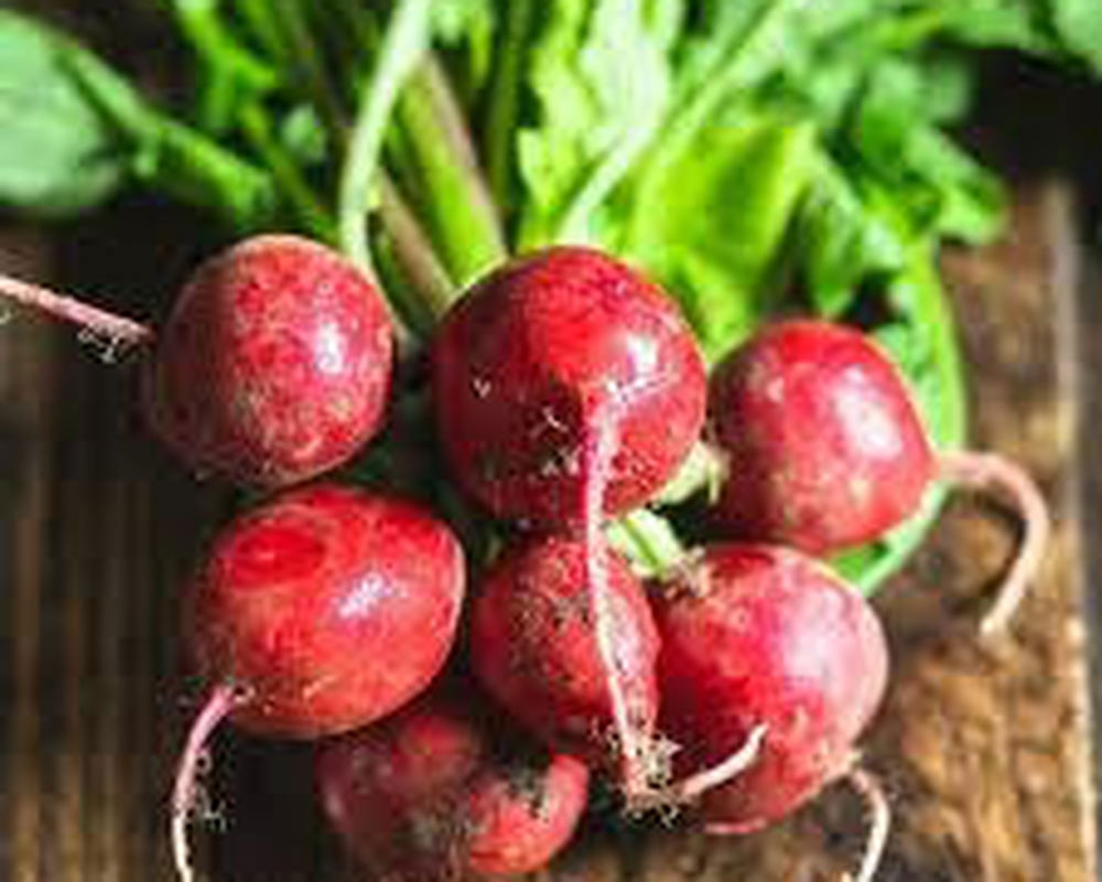 Radish Bunch Organic