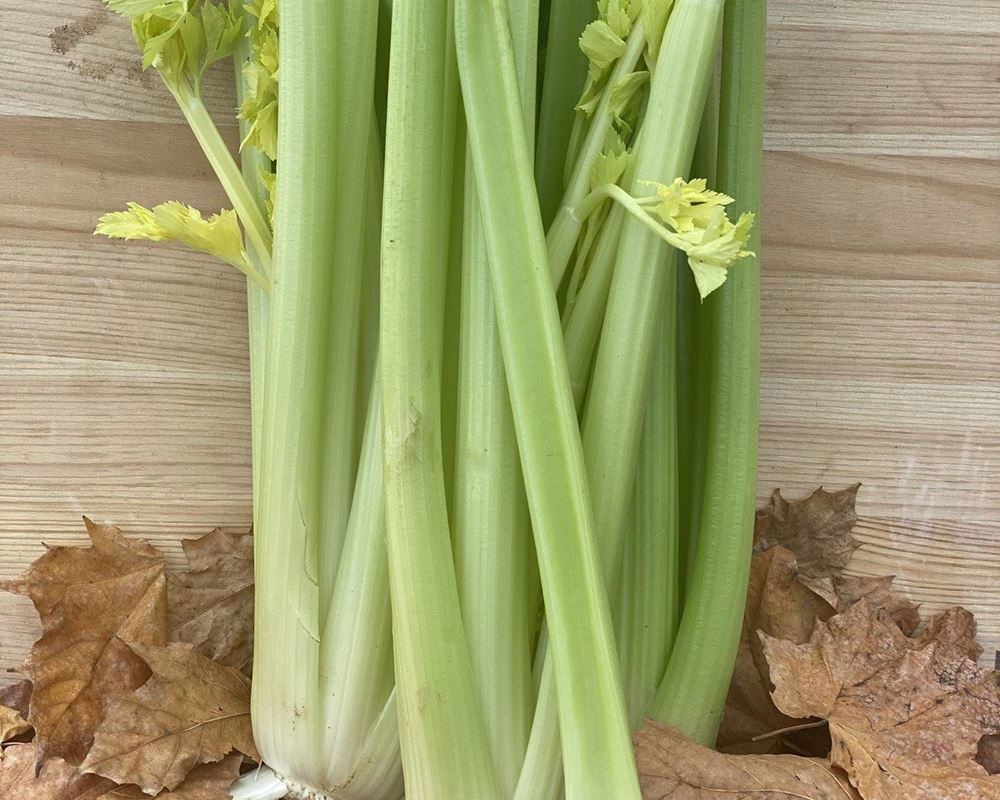 Celery - Individual