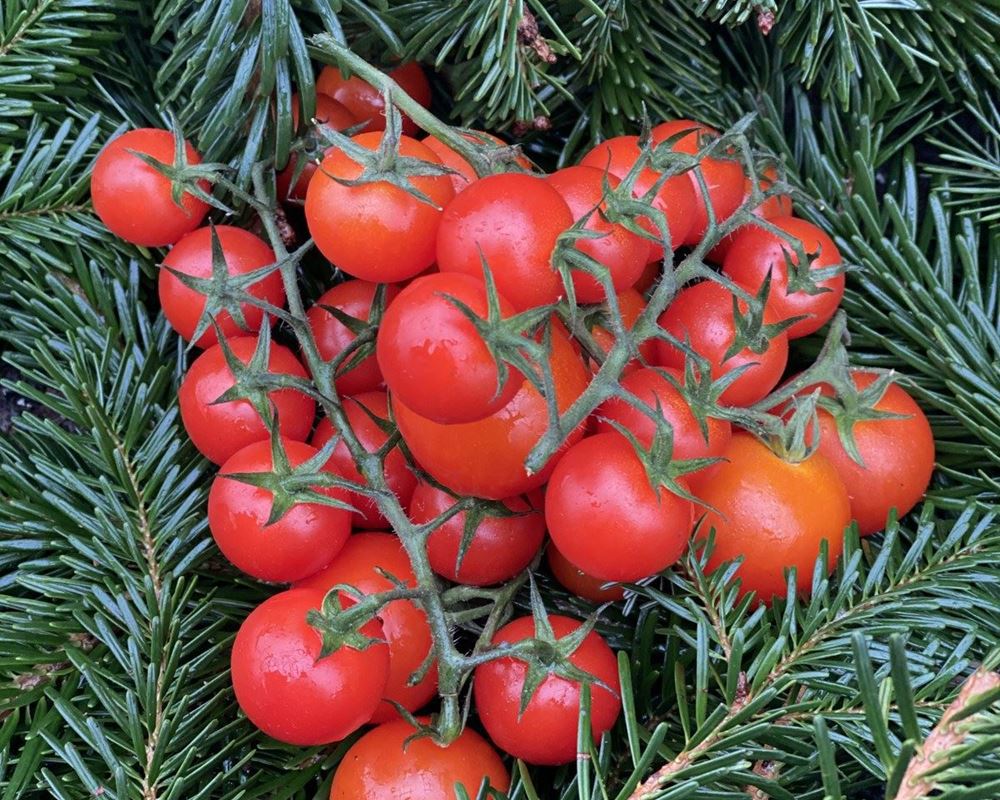 Tomato, Cherry vine - approx 250g - Organic
