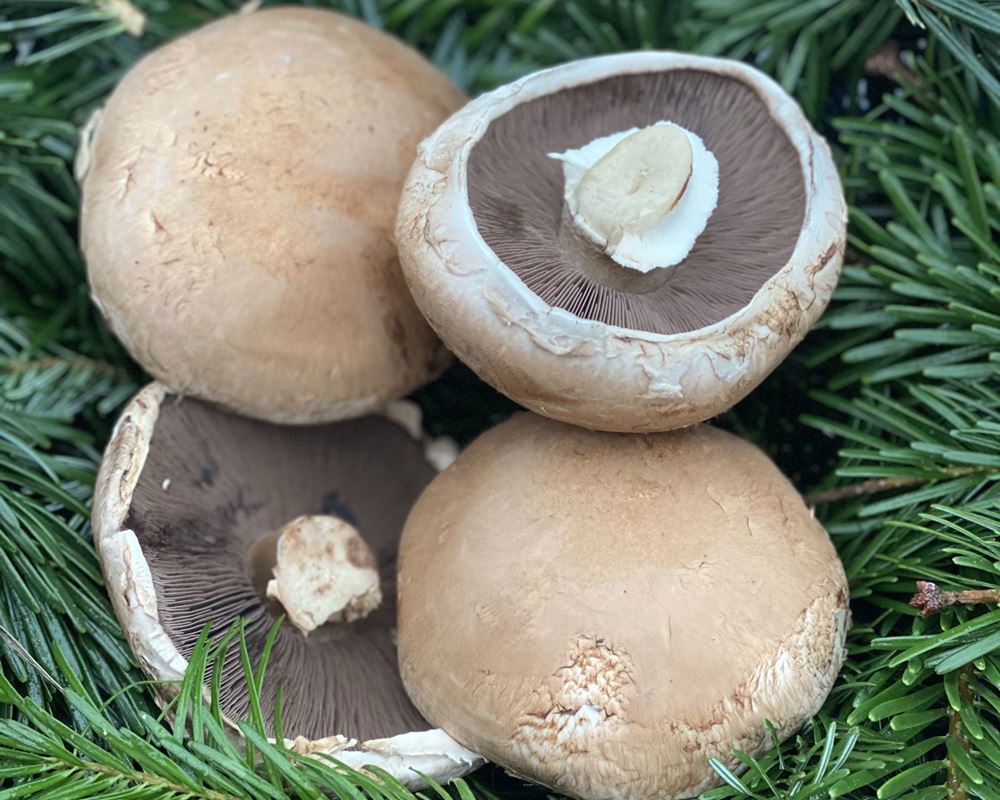 Mushrooms, Portobello - approx 250g - Organic