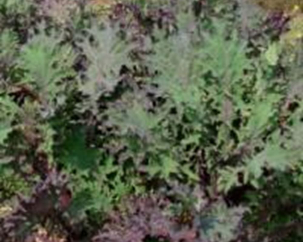 Kale - Red Russian Organic