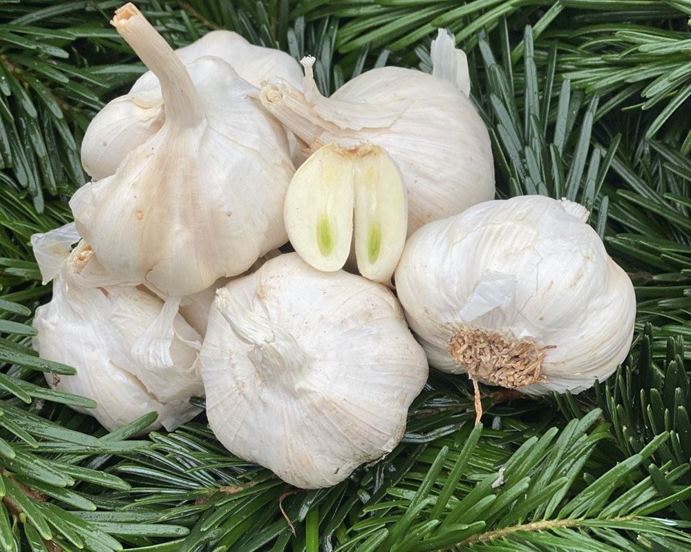 Garlic, Dried - pack of 3 - approx 100g -Organic