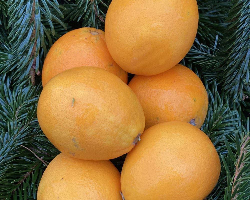 Orange approx 500g - Organic