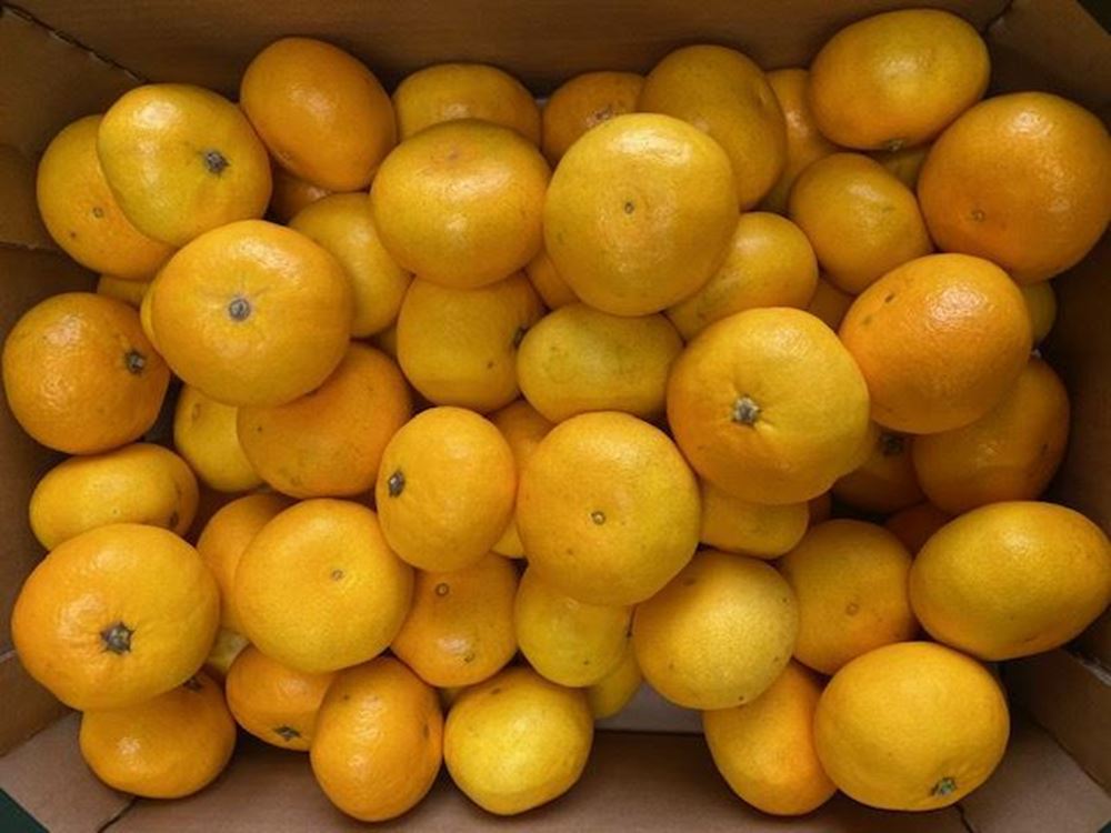 Clementines- Organic