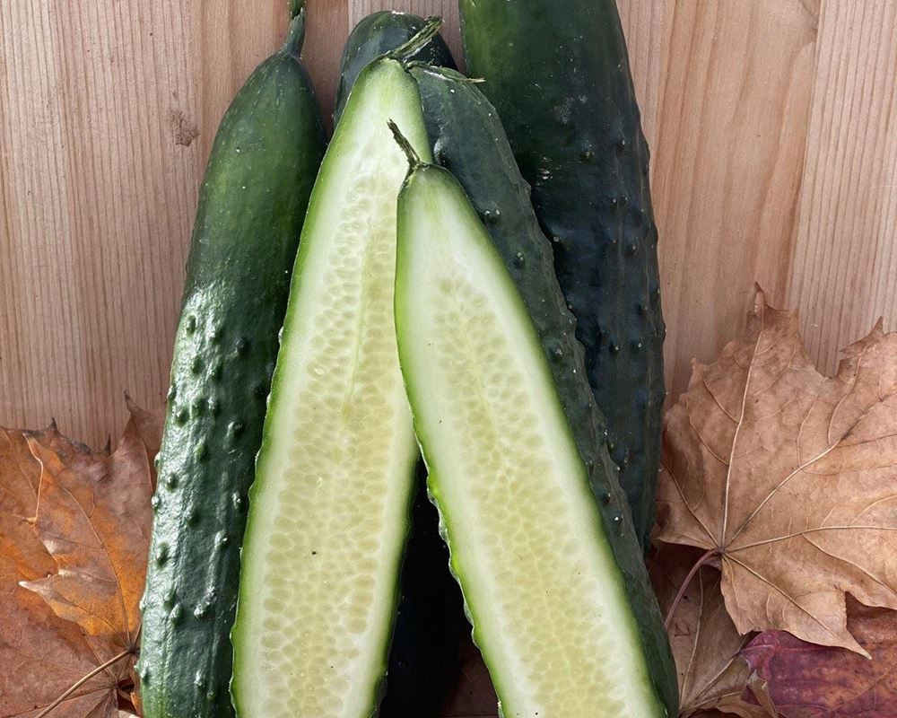 Cucumbers, shorts - Individual - Organic