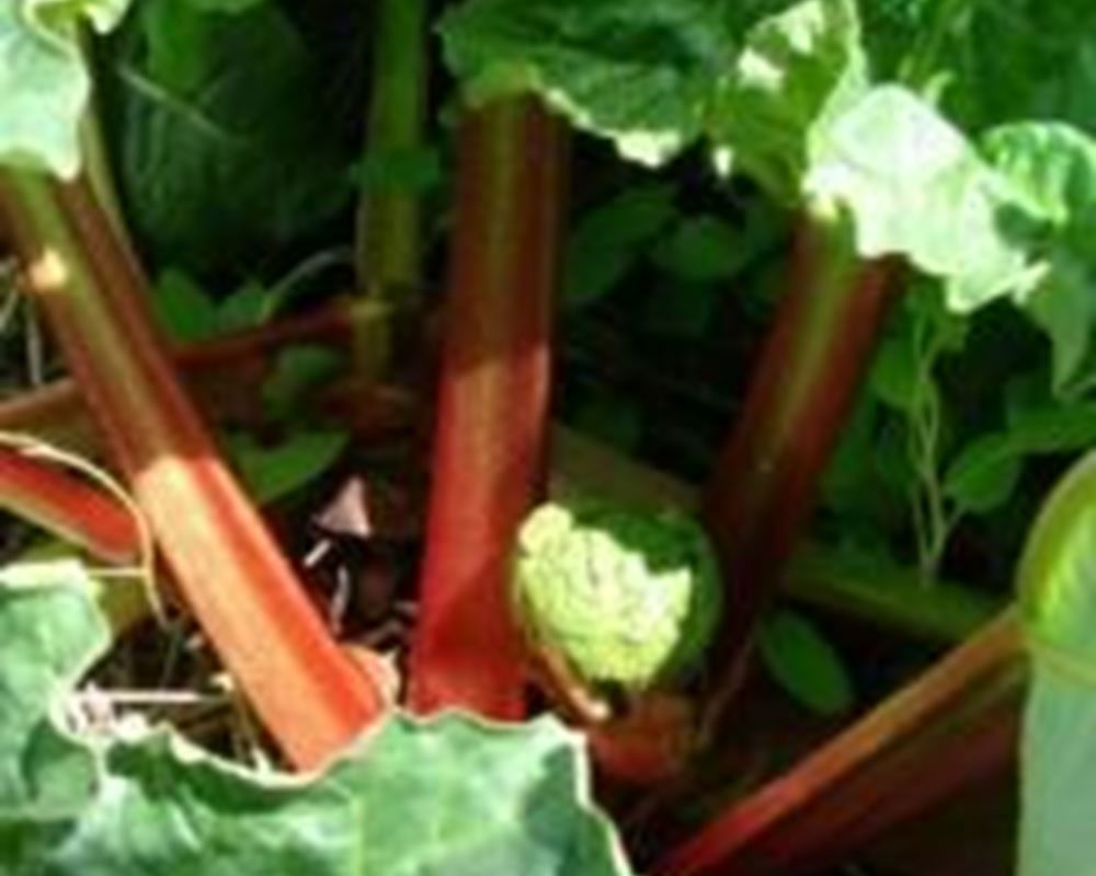 Rhubarb - Organic