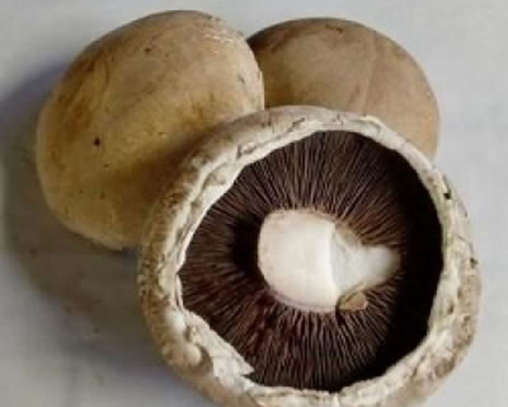 Mushrooms - Portobello Organic NL