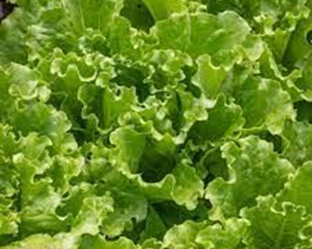 Lettuce - Organic