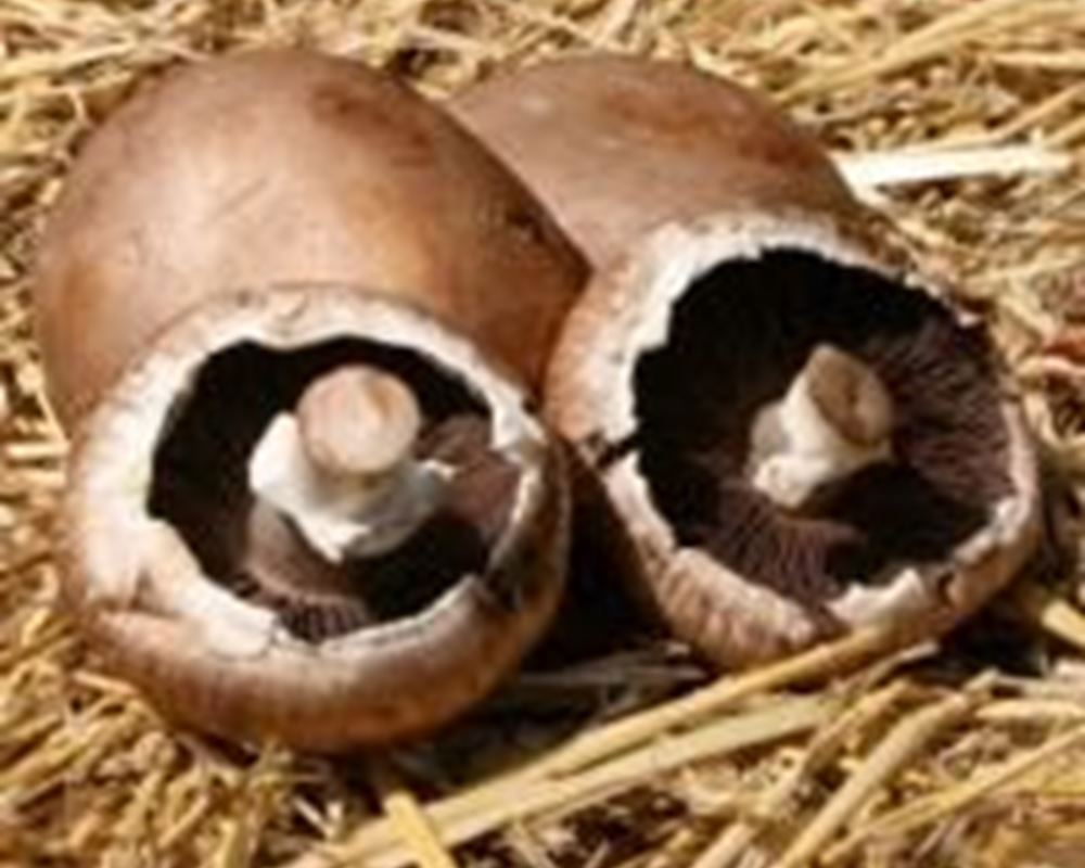 Mushrooms - Chestnut Organic UK