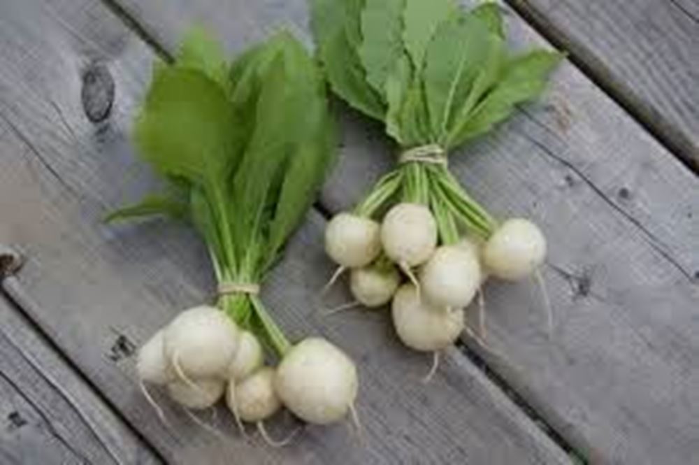 Turnips Bunched - Organic