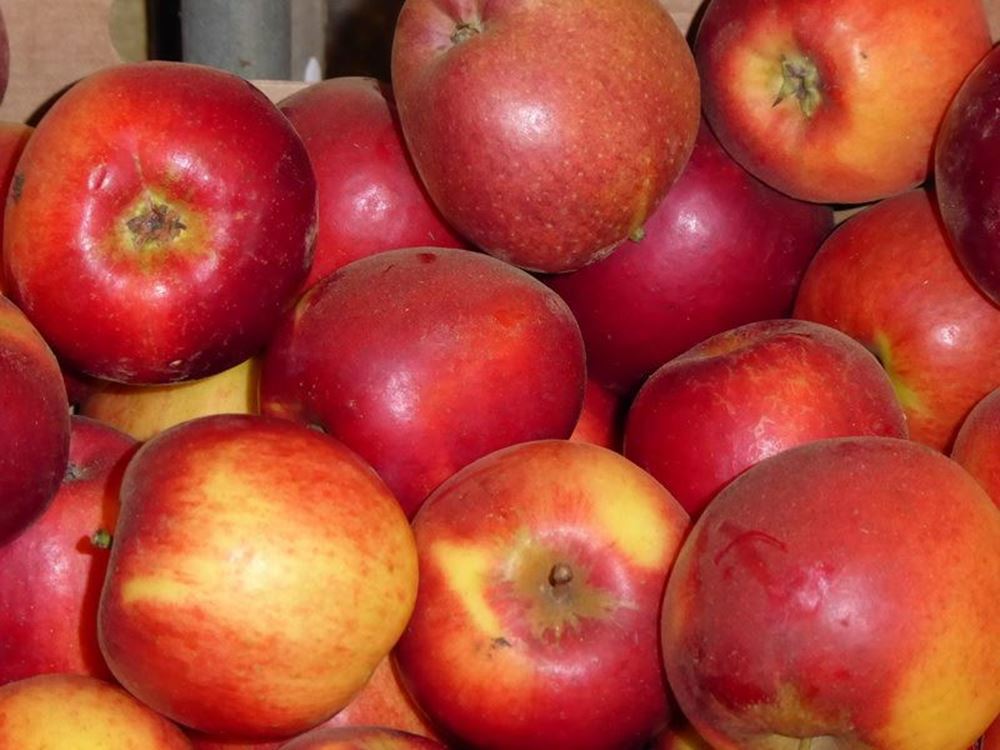 Apples - approx 600g