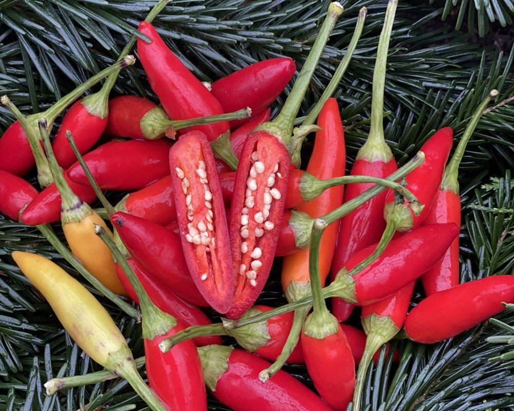 Chillies - Pack of 3