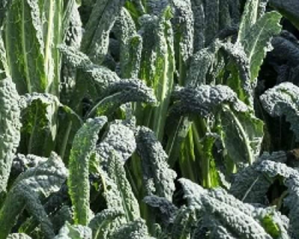 Kale - Black Organic