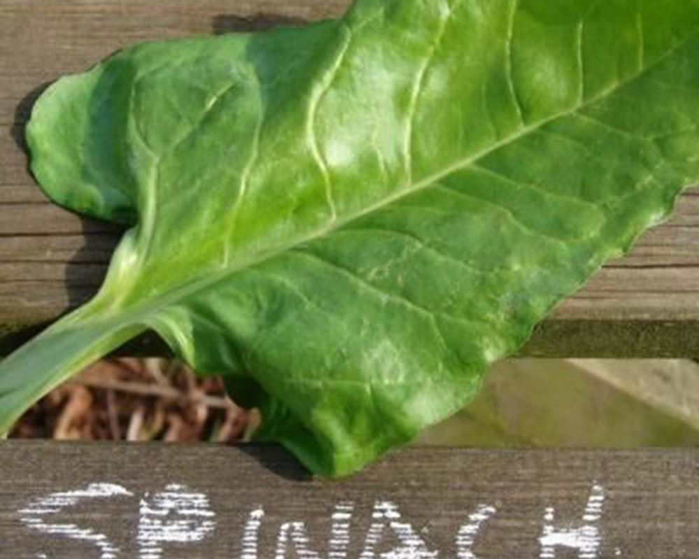 Spinach - Perpetual Organic 300g