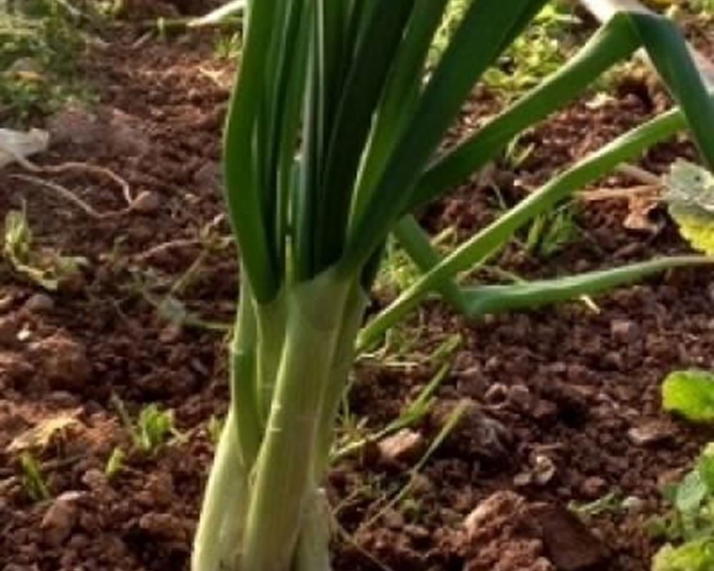 Onions - Spring Organic