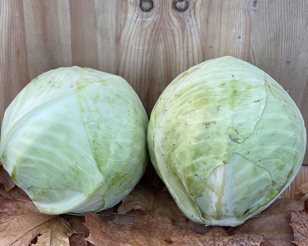 Cabbage, White - approx 1kg