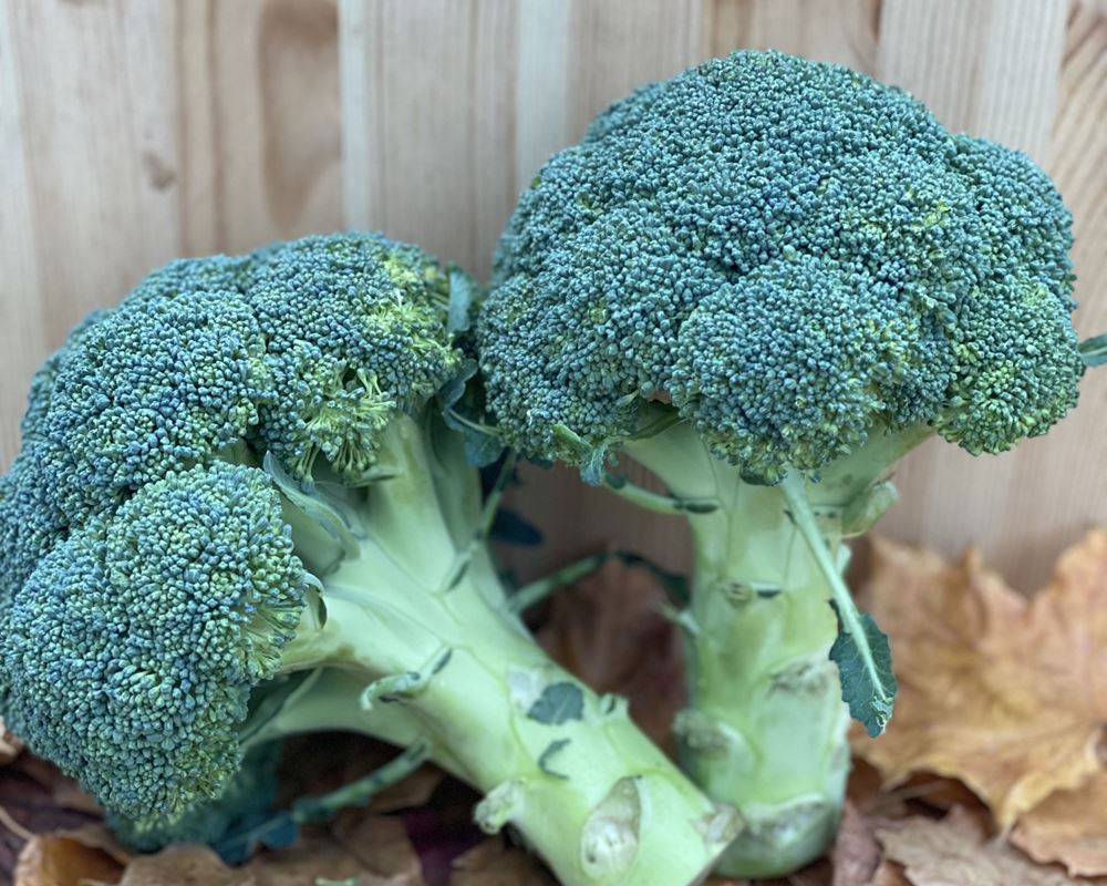 Broccoli Head - approx 350g - Organic