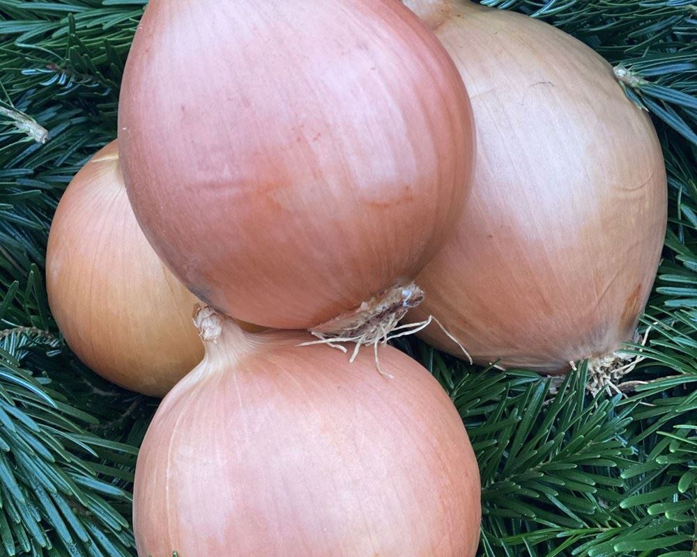 Onions, White -approx 500g - Organic