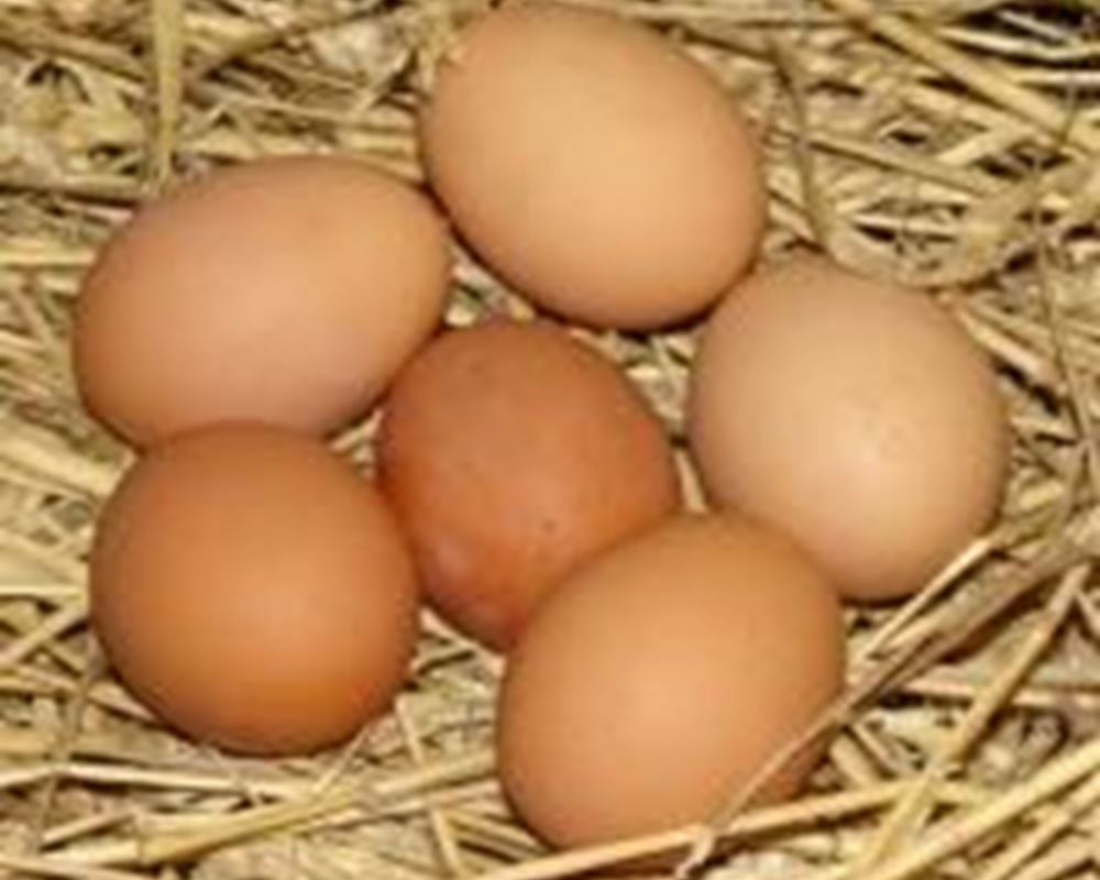 Eggs - 1/2 doz Organic