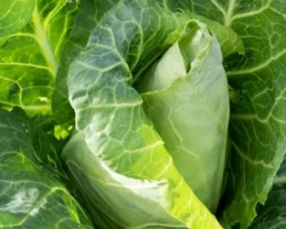 Cabbage - Pointed Hispi Organic UK