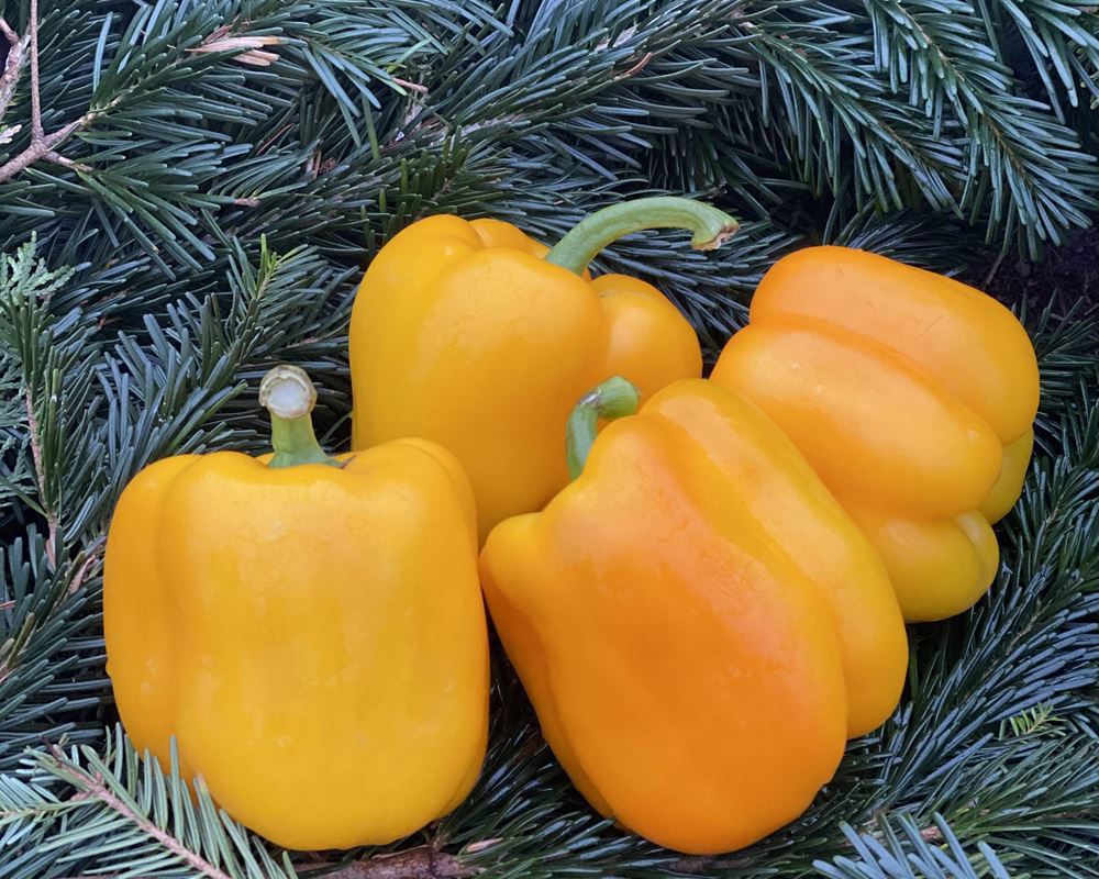 Pepper, Yellow - approx 450/500g - Organic