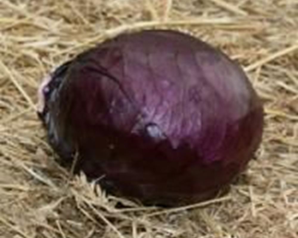 Cabbage Red - Organic