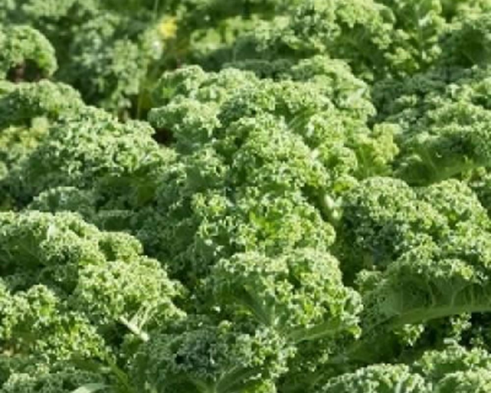 Kale - Curly Green Organic