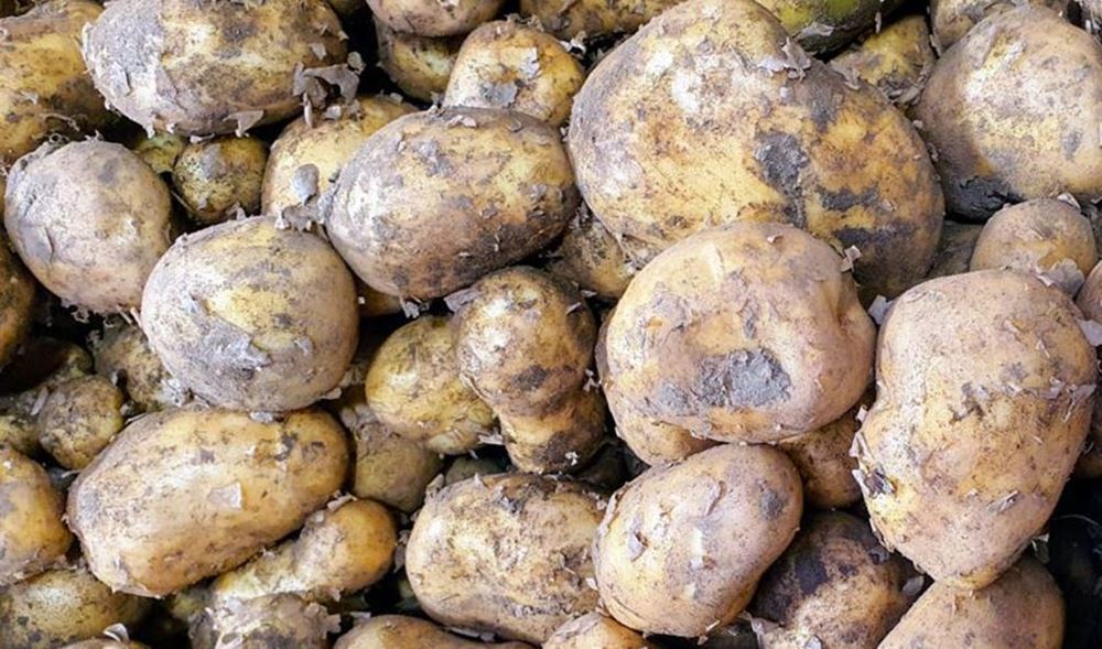 New Potatoes - Organic