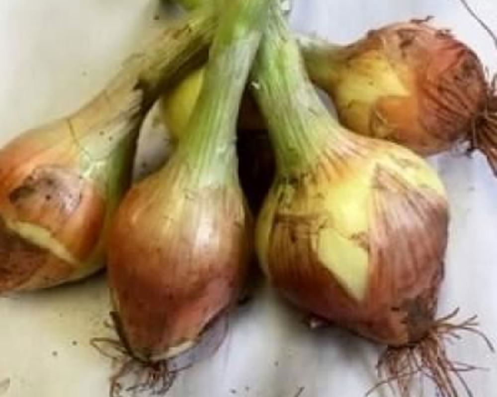 Onions - Organic UK