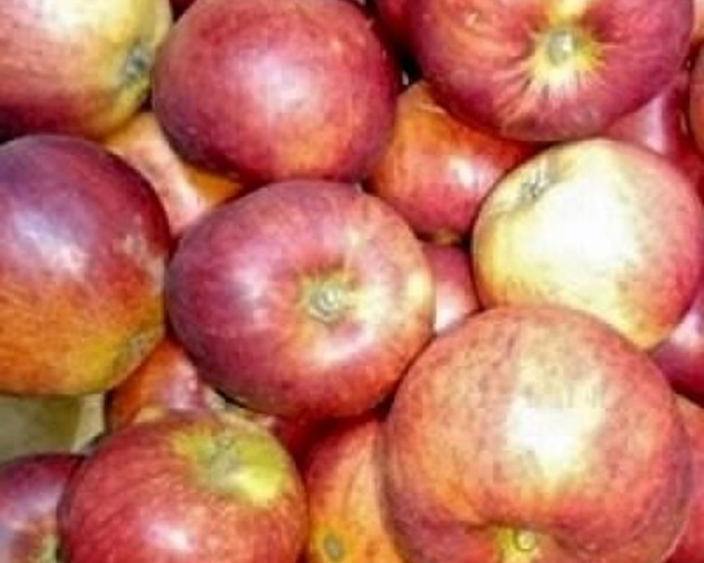 Apples - Eating Organic IT