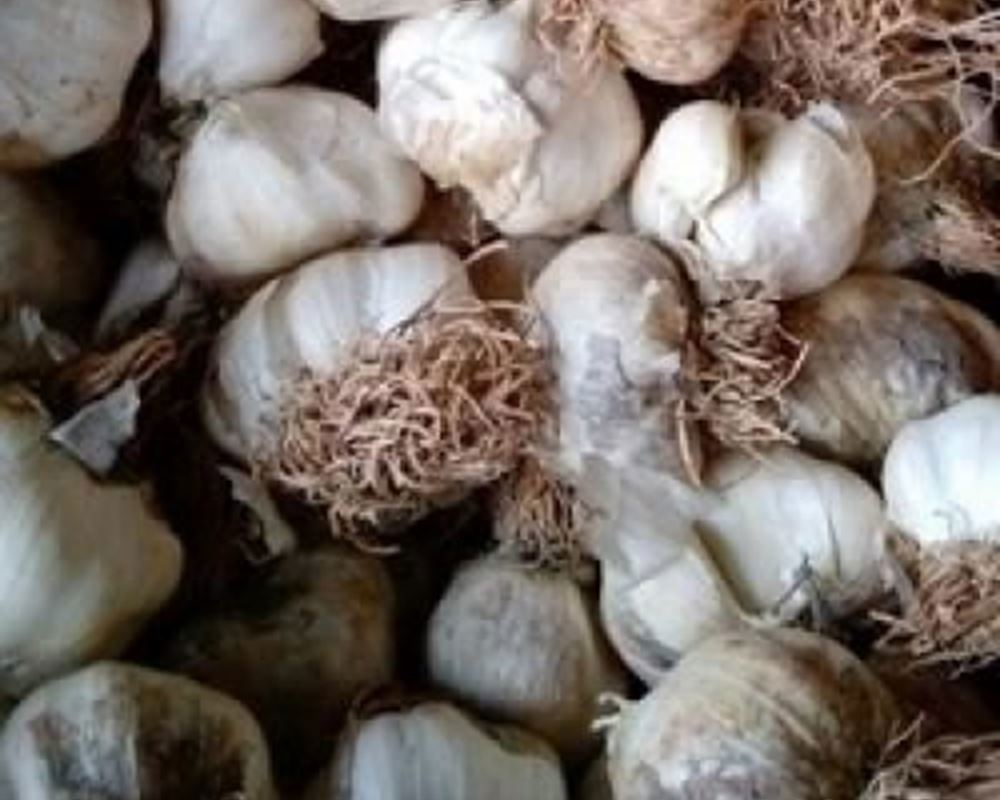 Garlic - Organic AR