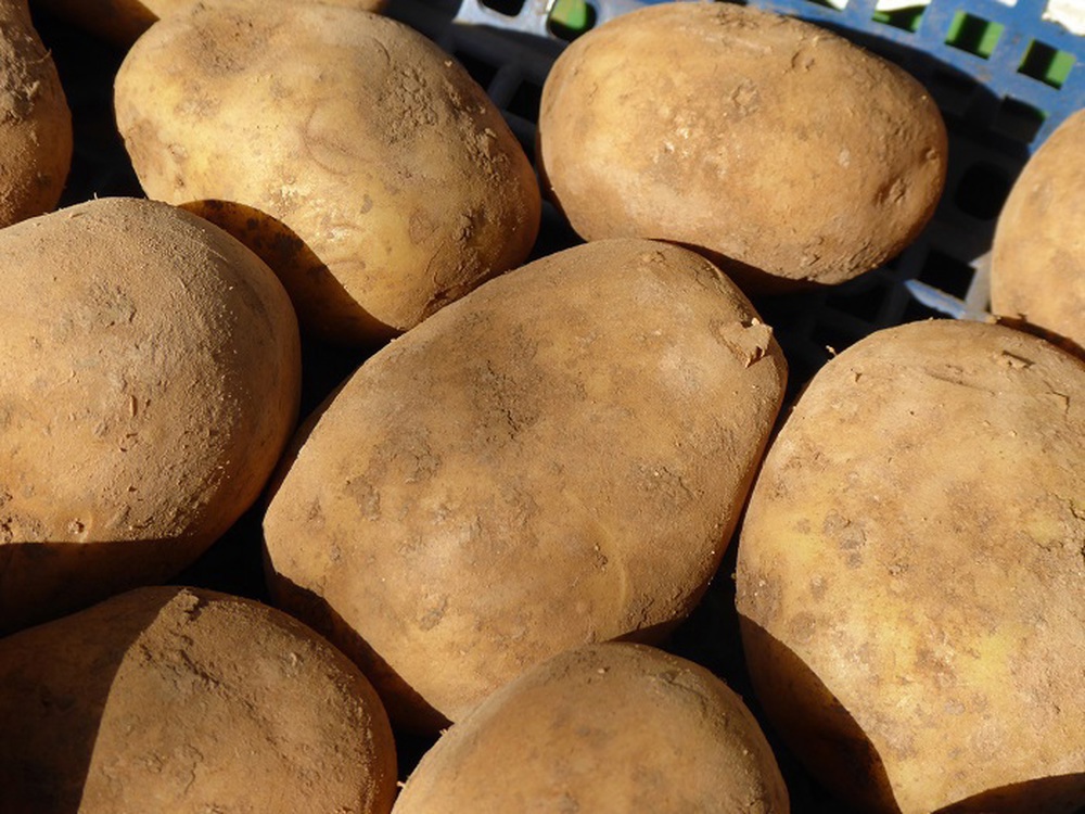 V.Potatoes new - approx 500g