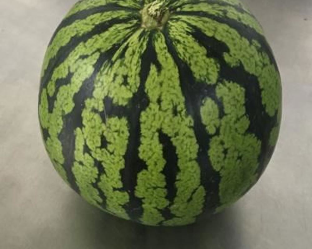 Watermelon - Organic ESP