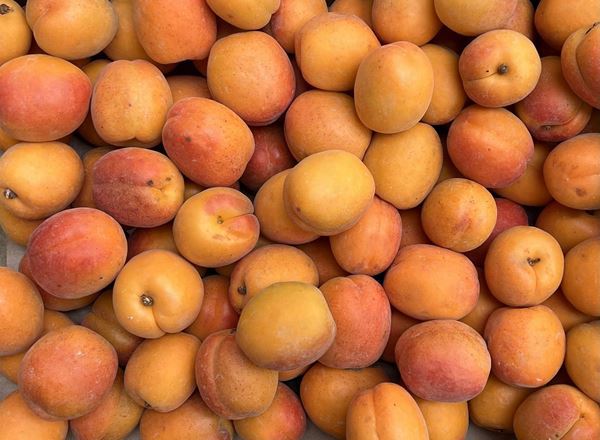 Apricot (Italy)