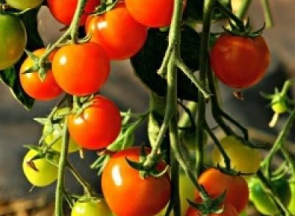 Tomatoes Cherry - Organic ESP 1kg