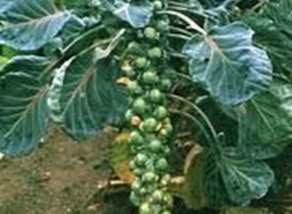 Brussels Sprout Stalk (Local)