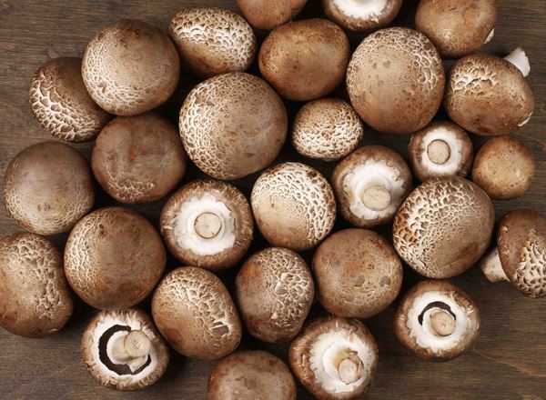 Mushrooms Chestnut