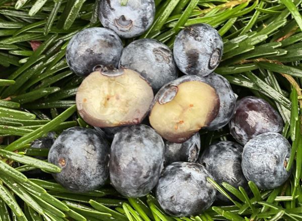 Blueberries - Punnet 125g - Organic