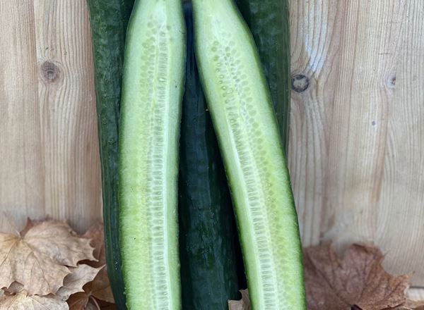 Cucumber, Long - Individual