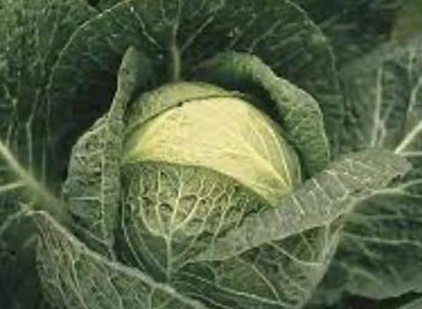 Cabbage, Pointed 🇬🇧