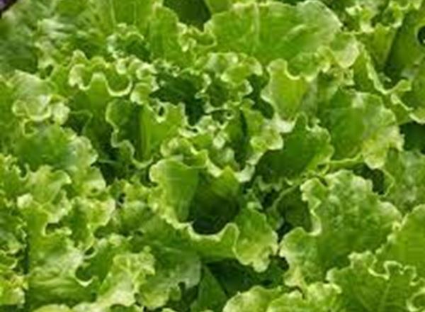 Lettuce - Organic