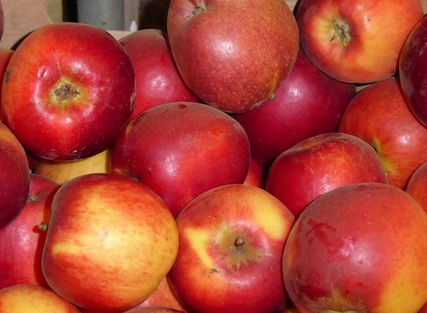 Apples - approx 600g