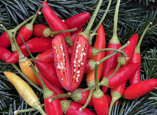 Chillies - Pack of 3