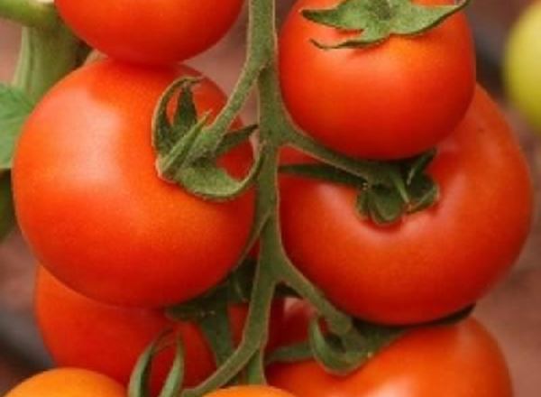 Tomato Round - Organic ESP